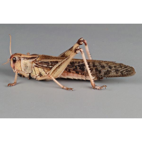 Langosta