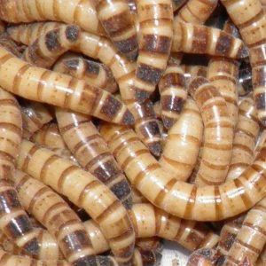 Gusano rey – Zophobas Morio