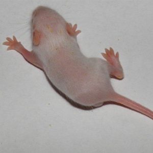 Ratón Primer Pelo
