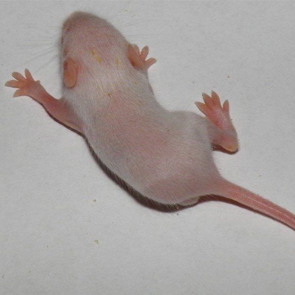 Ratón Primer Pelo