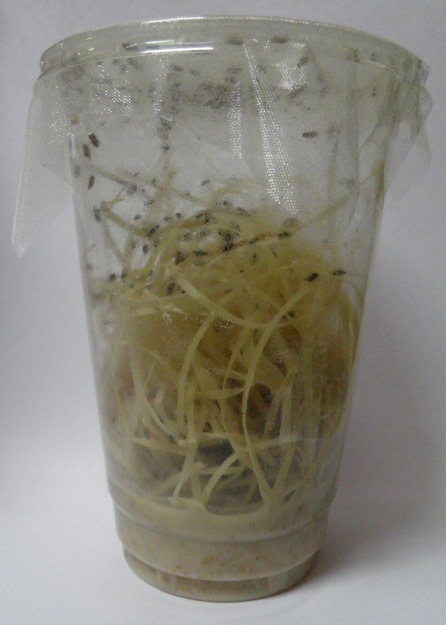 Drosophila Mosca de la Fruta